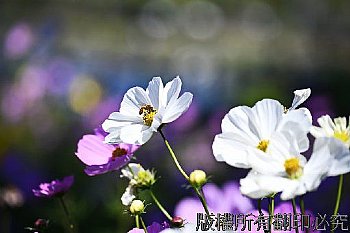 蜜蜂拜訪白波斯菊